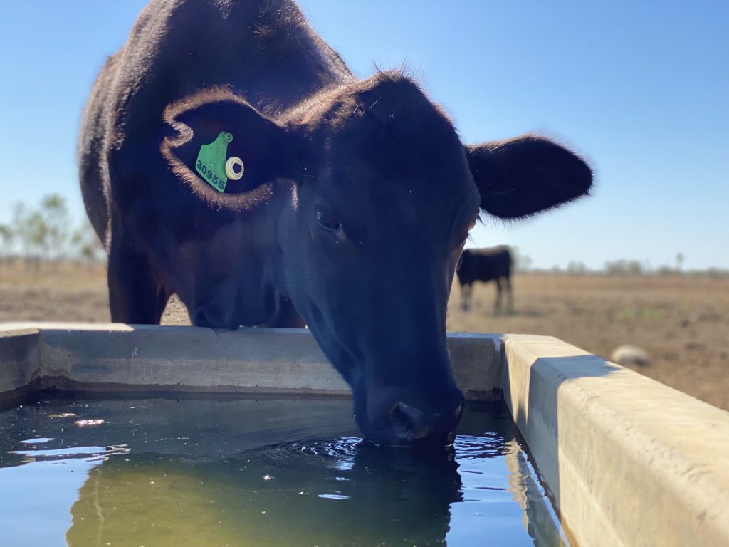 A cow drinking supplemented water.