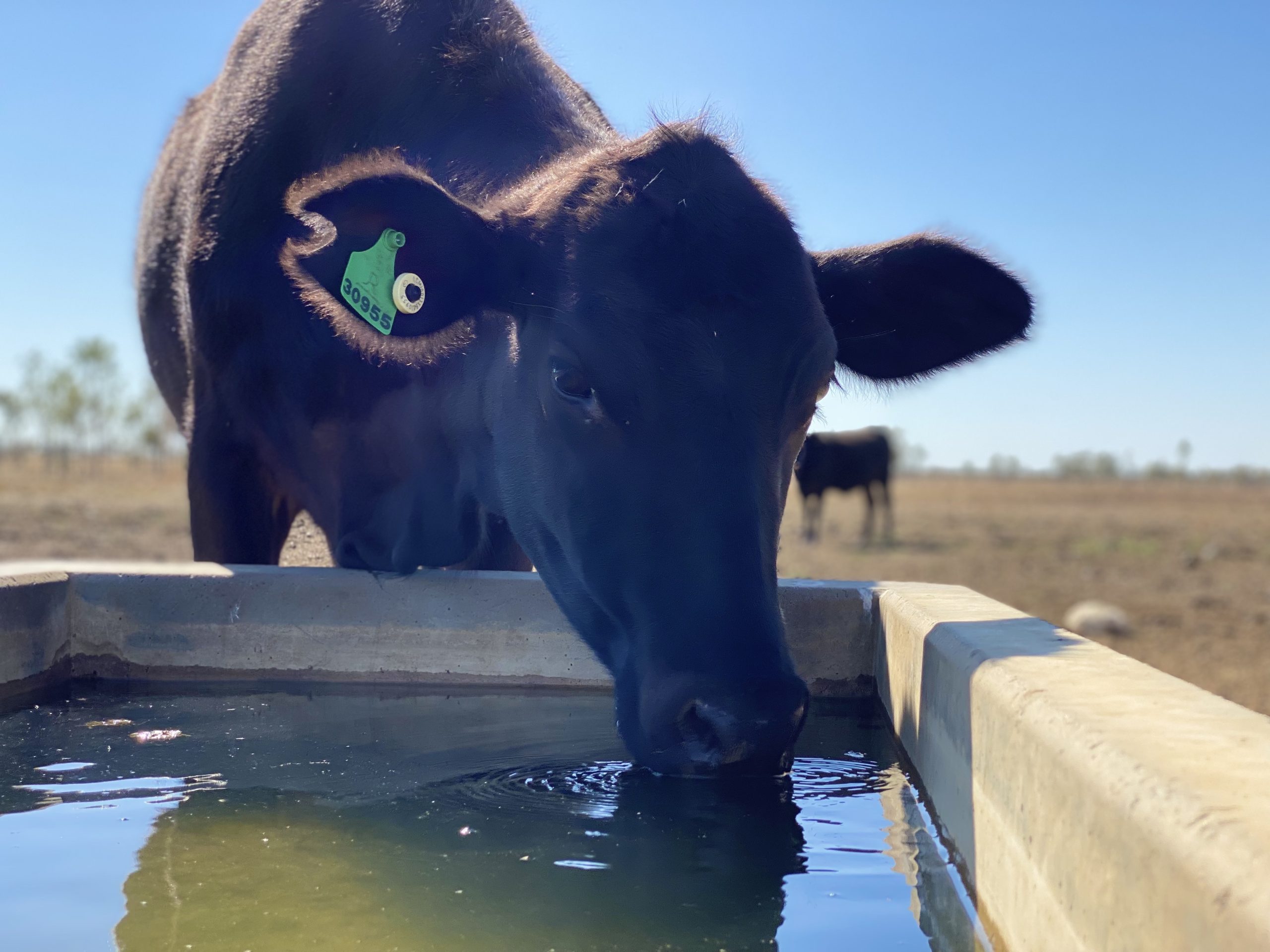 A cow drinking supplemented water.
