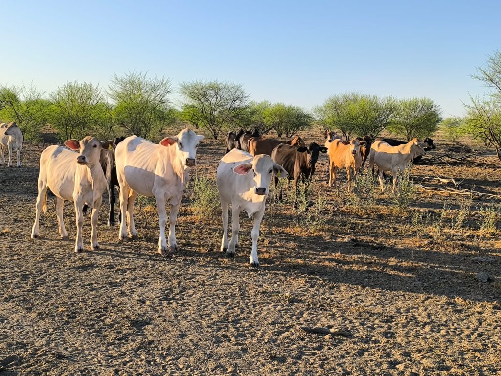 Heifers in Gordon's Paddock - Riverdale station