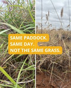 Grass difference and pasture quality in the same paddock