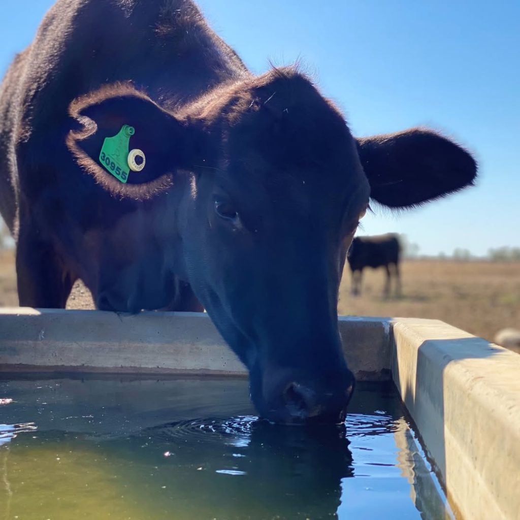 Cow drinking water supplemented