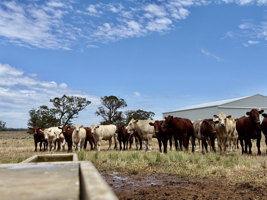 Cattle in a field. Water supplementation for livestock nutrition