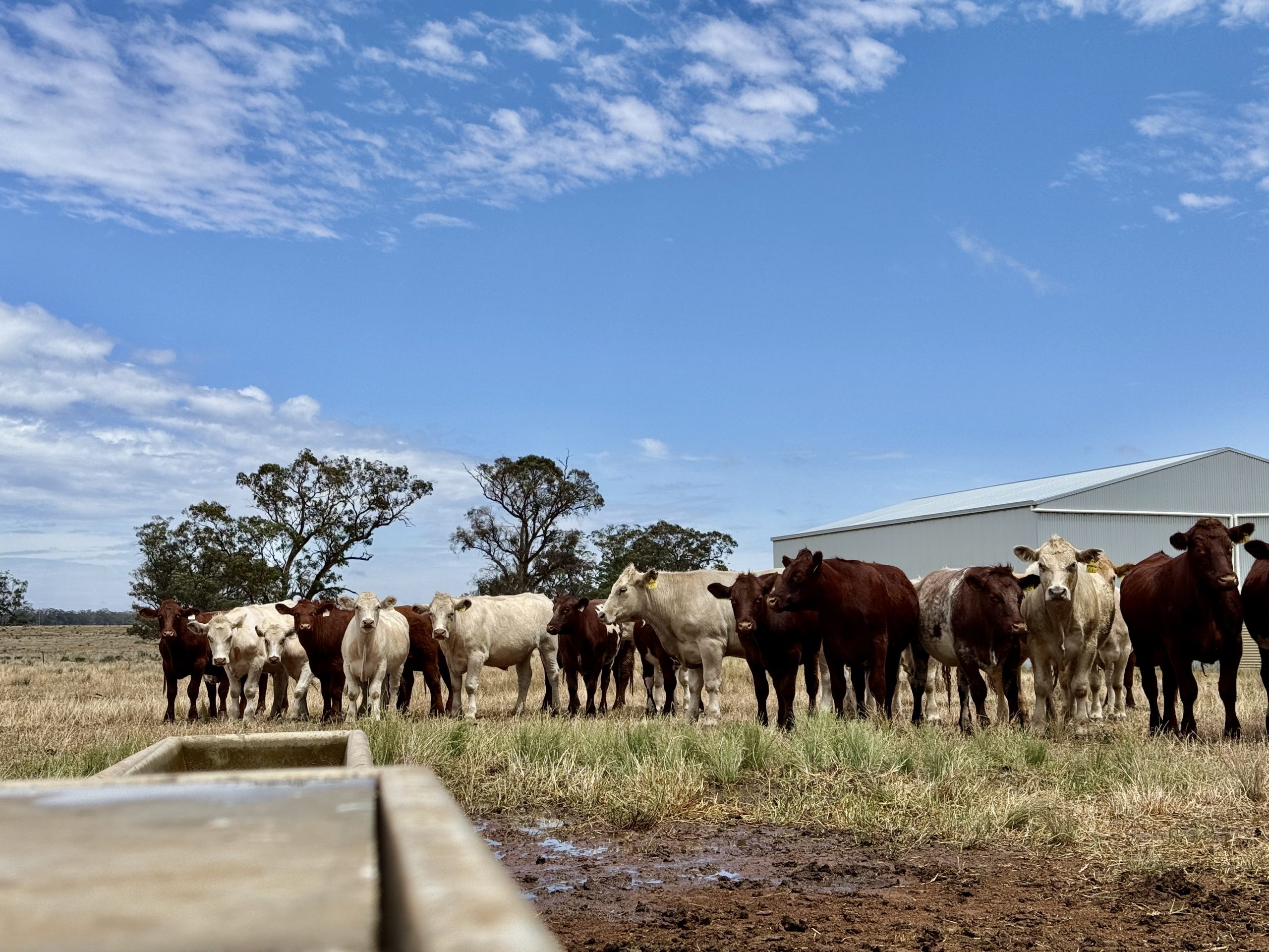 Cattle in a field. Water supplementation for livestock nutrition