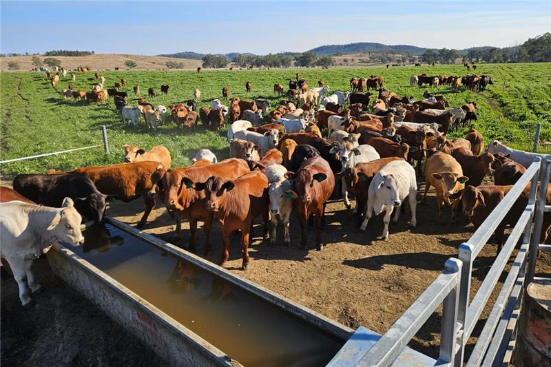 Australian beef industry collaboration launches methane reduction trial with nature-based supplement