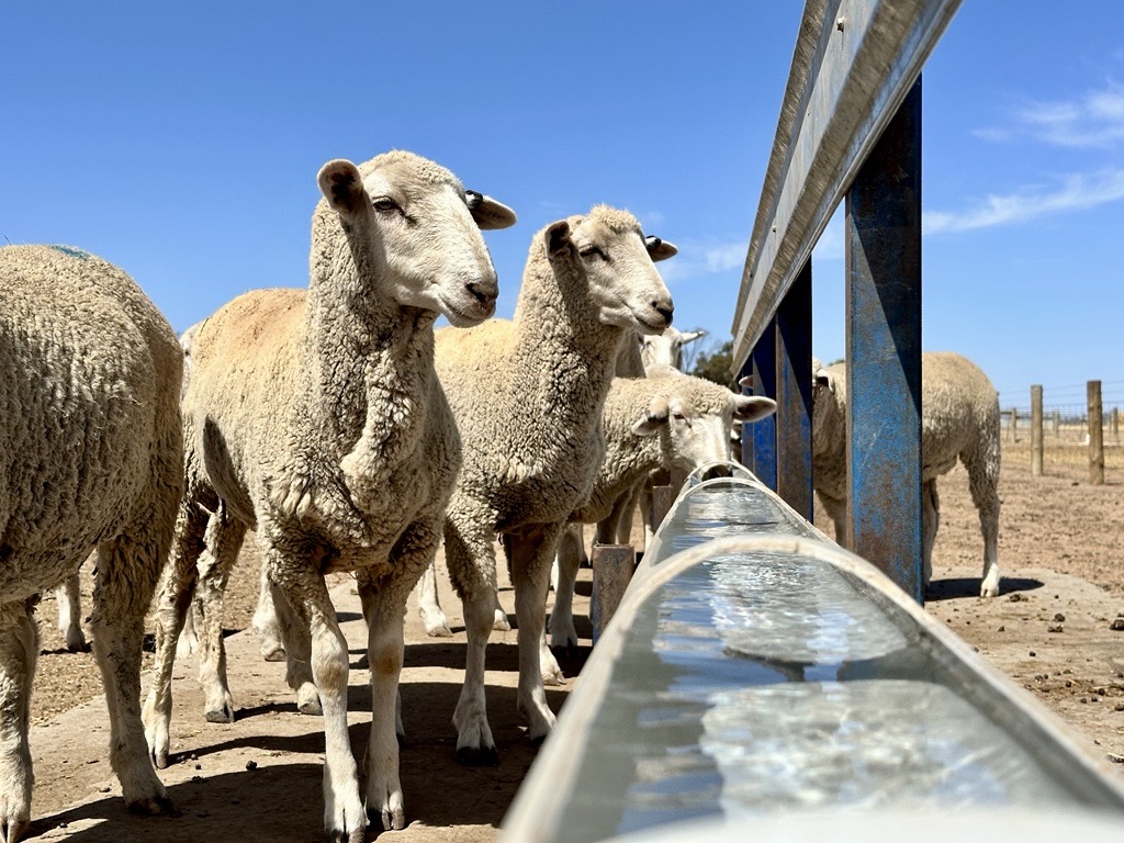 Sheep drinking from a clean water trough on an Australian livestock property