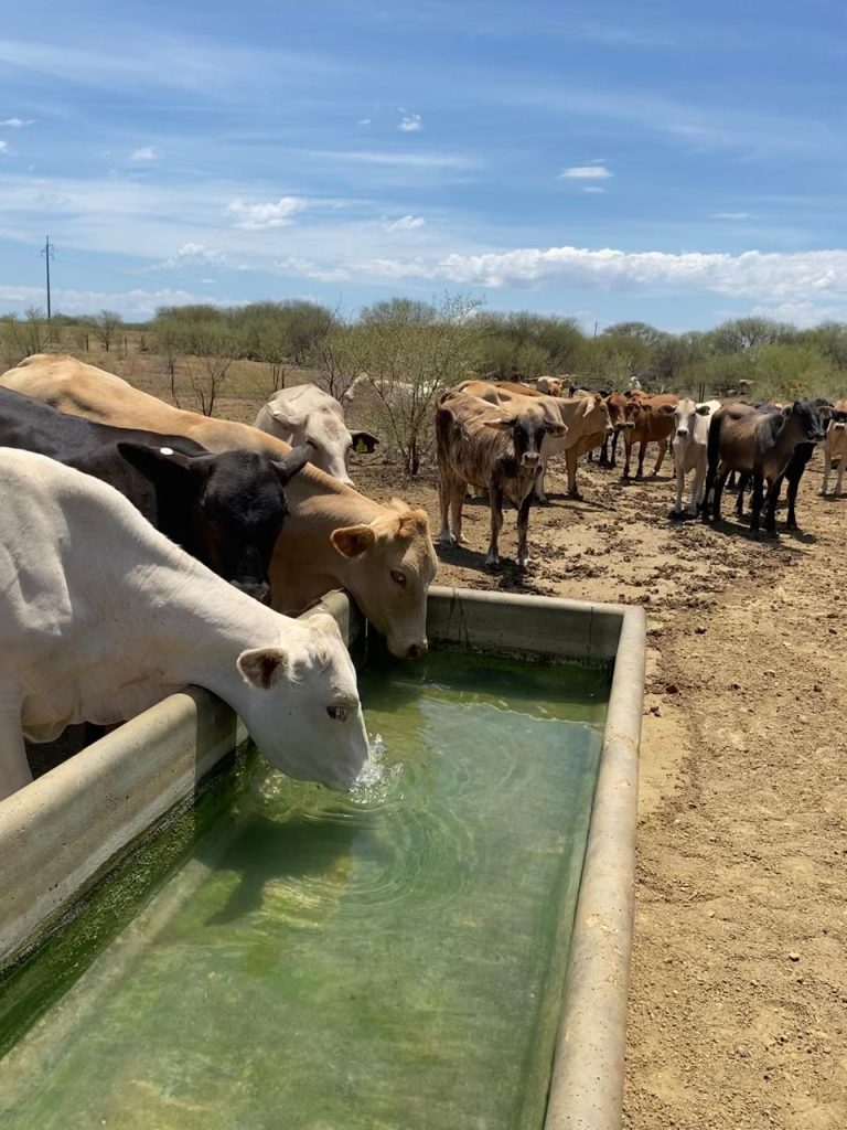 Cows drinking in a clear water trough