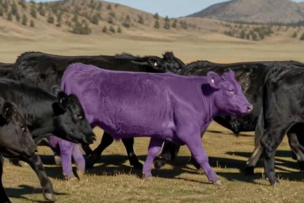 The purple cow concept