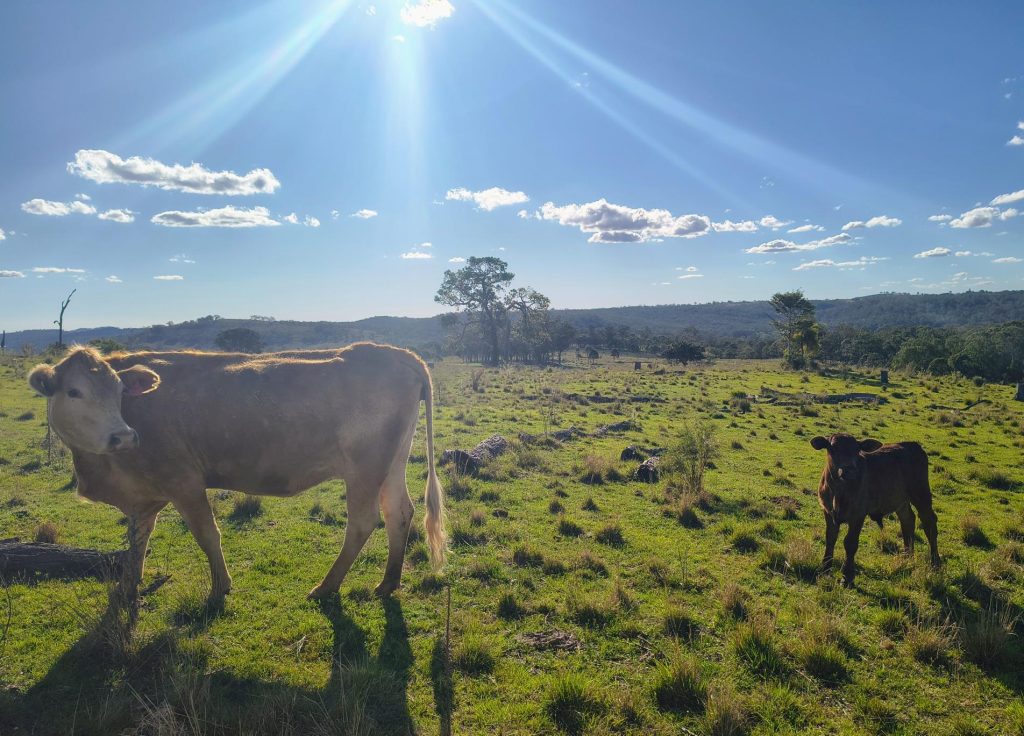 A cow and a calf in a field