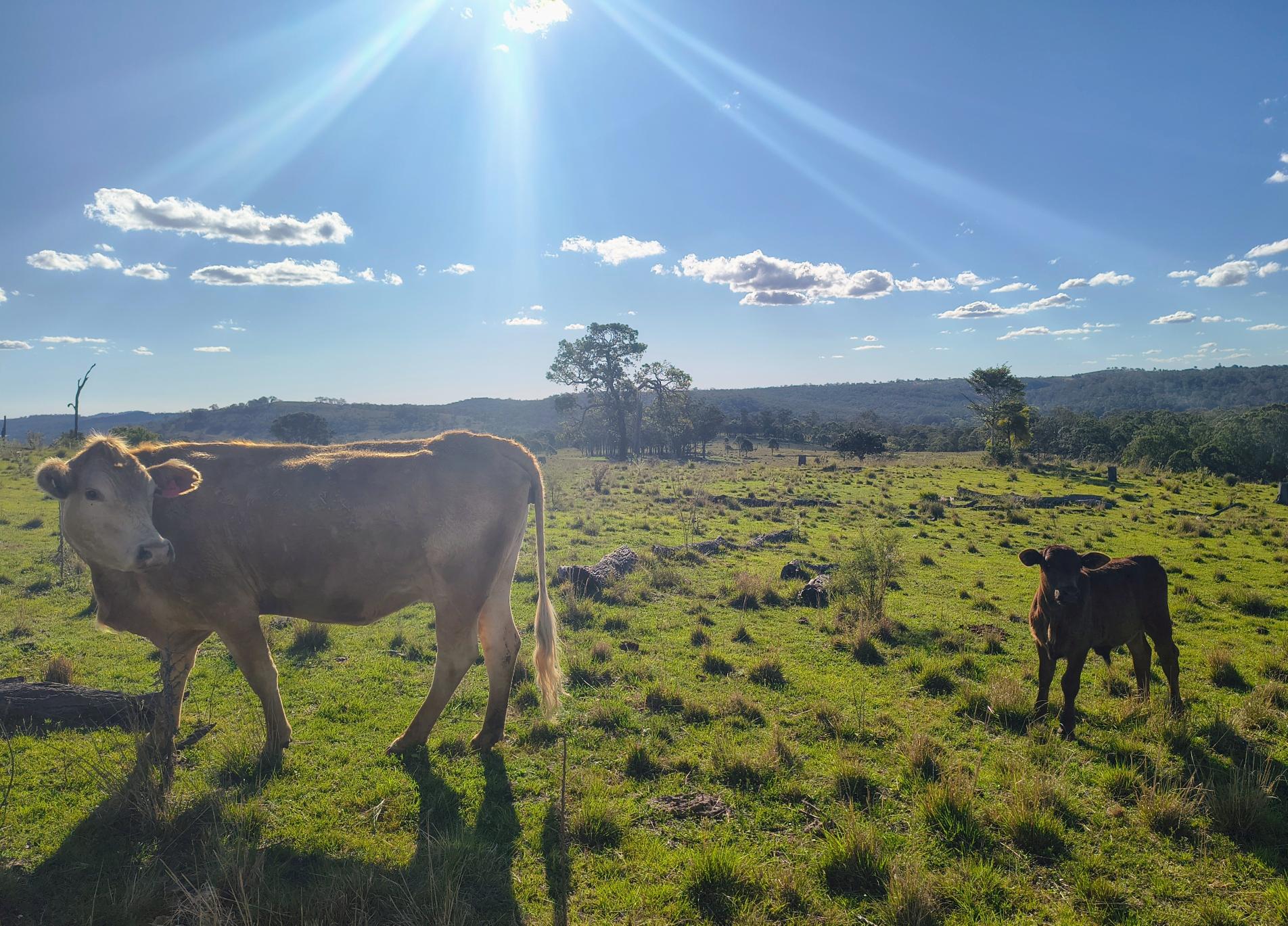 A cow and a calf in a field